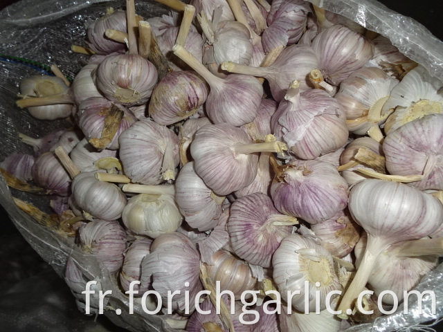 Normal White Garlic Fresh